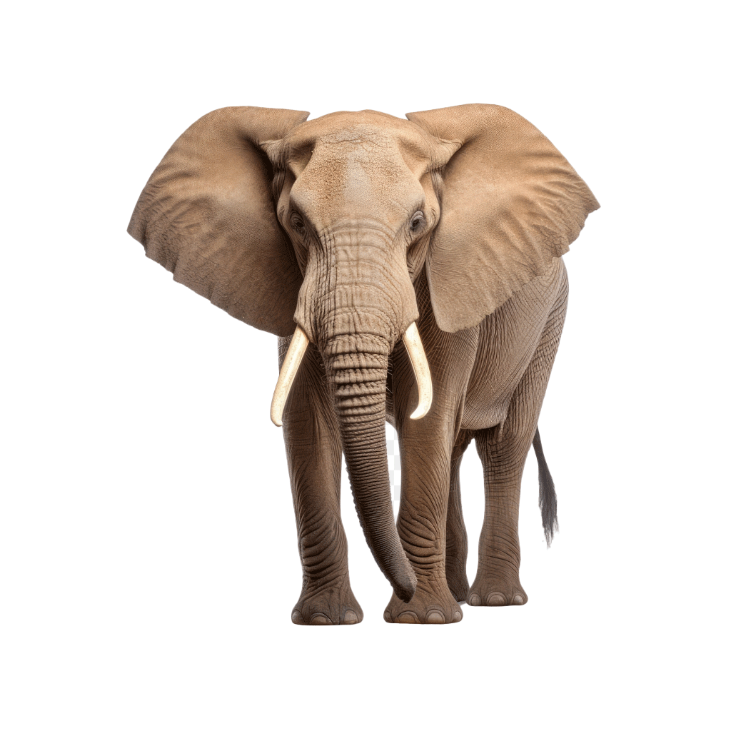 big-game-trail-adventures-Elephant