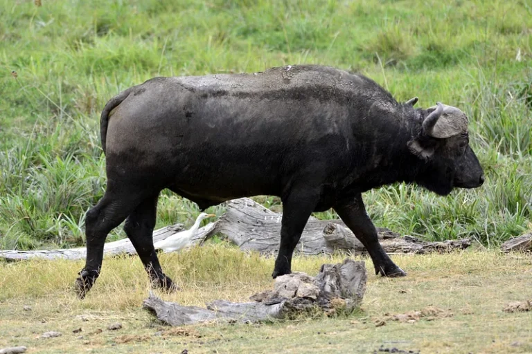 big-game-trail-adventures-amboseli-buffalo