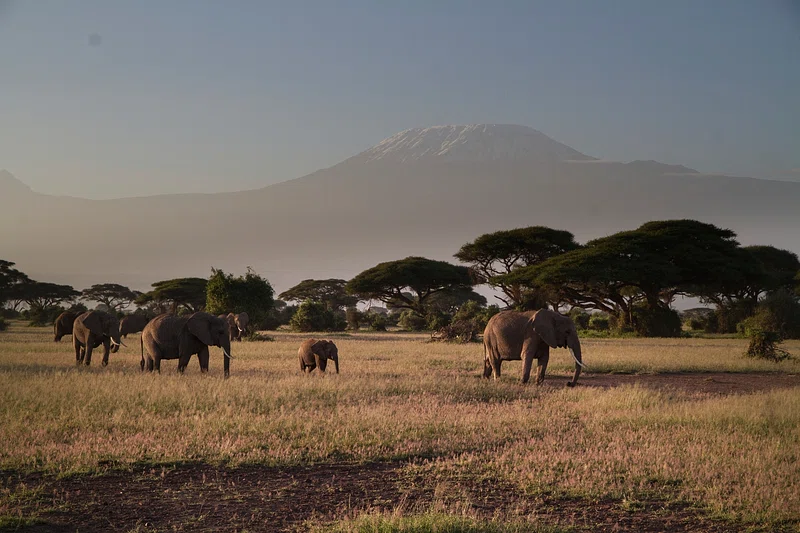 big-game-trail-adventures-amboseli-elephants-with-kid