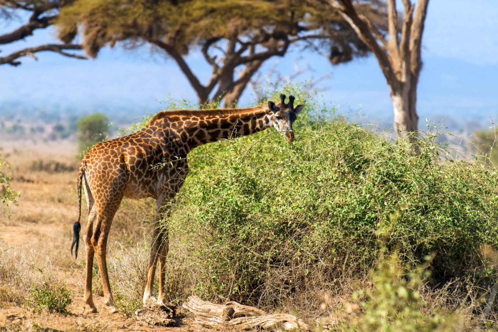 big-game-trail-adventures-giraffe-in-lake-naivasha