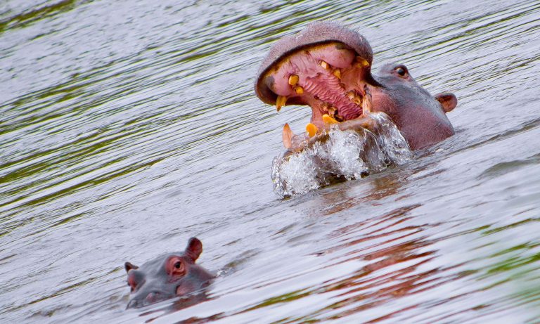 big-game-trail-adventures-hippo-in-lake-naivasha