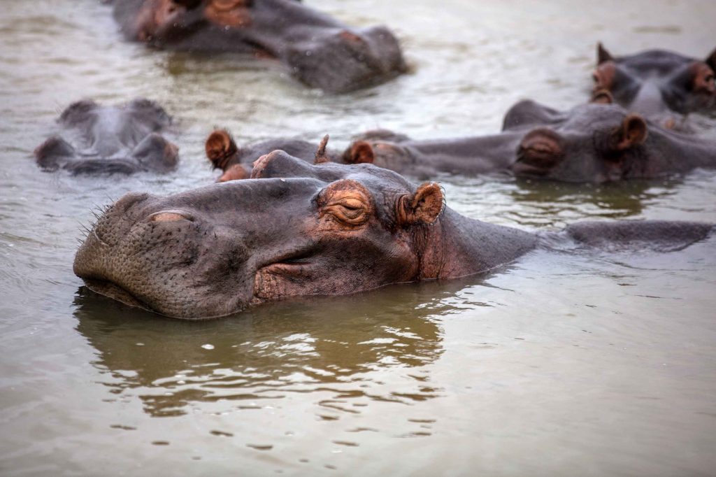 big-game-trail-adventures-hippopotamus-in-the-water-hippos
