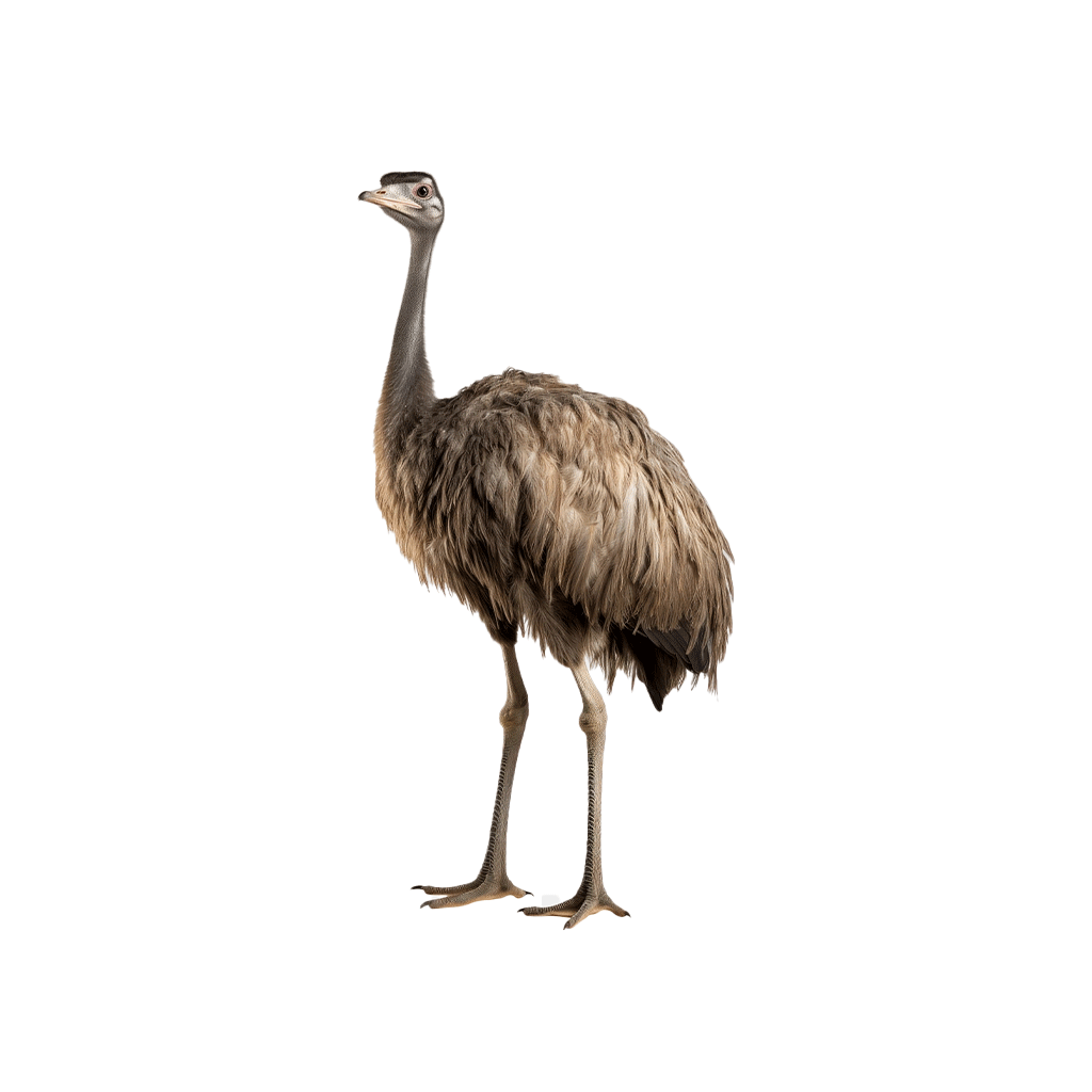 big-game-trail-adventures-ostrich