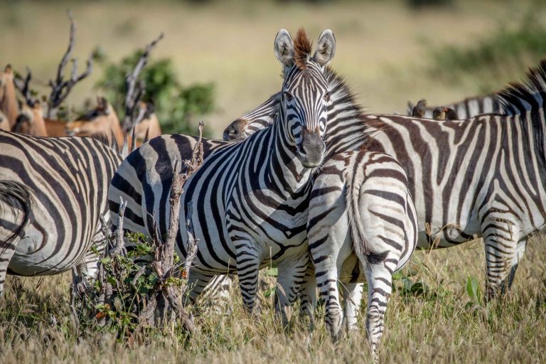 big-game-trail-adventures-zebra-starring-at-the-camera-in-lake-naivasha
