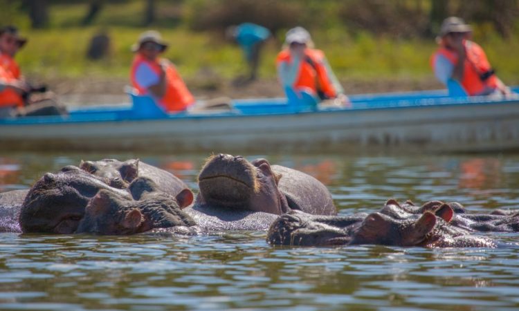 Big game Trail Adventures Hippopotamus-Lake-Naivasha