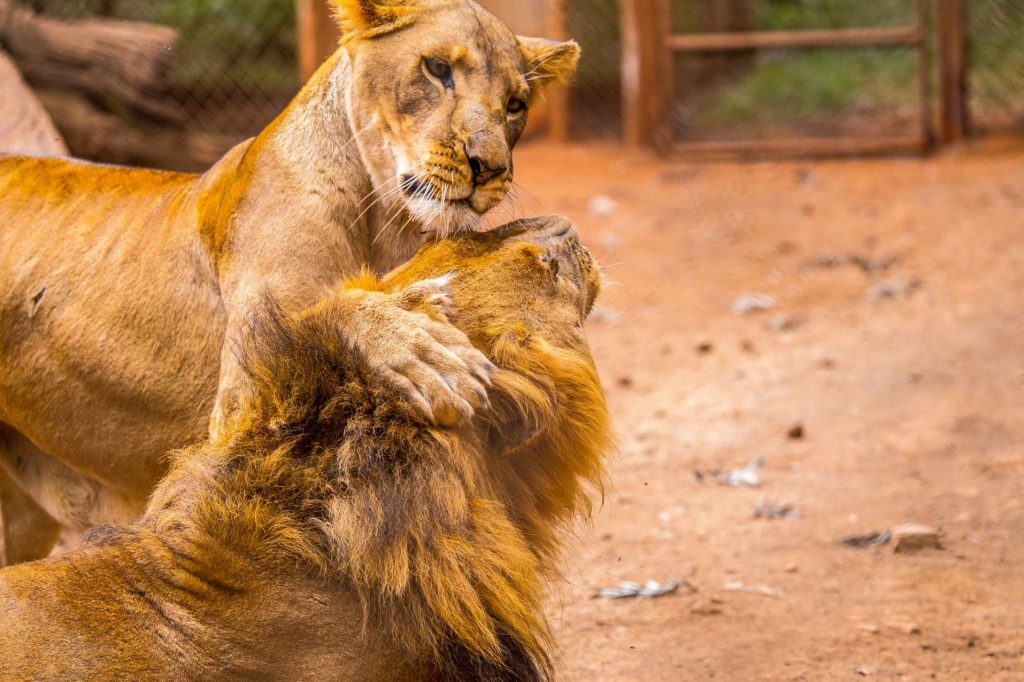 big-game-trail-adventures-a-lion-and-a-lioness-playing-in-the-nairobi-orphanage