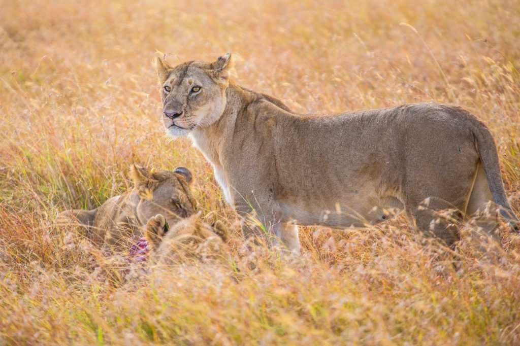 big-game-trail-adventures-a-lioness-among-the-branches-and-eating
