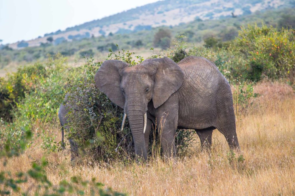 big-game-trail-adventures-a-pair-of-elephants-cleaning-on-a-branches