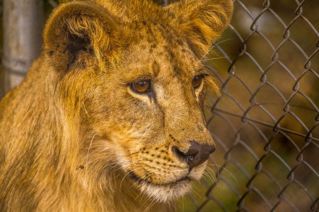 big-game-trail-adventures-a-young-lion-in-the-orphanage-of-nairobi