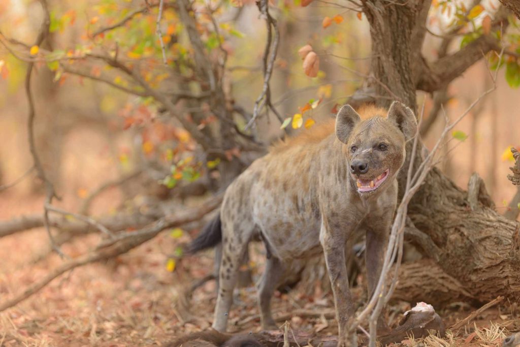 big-game-trail-adventures-closeup-shot-of-a-hyena-feeding-on-its-prey