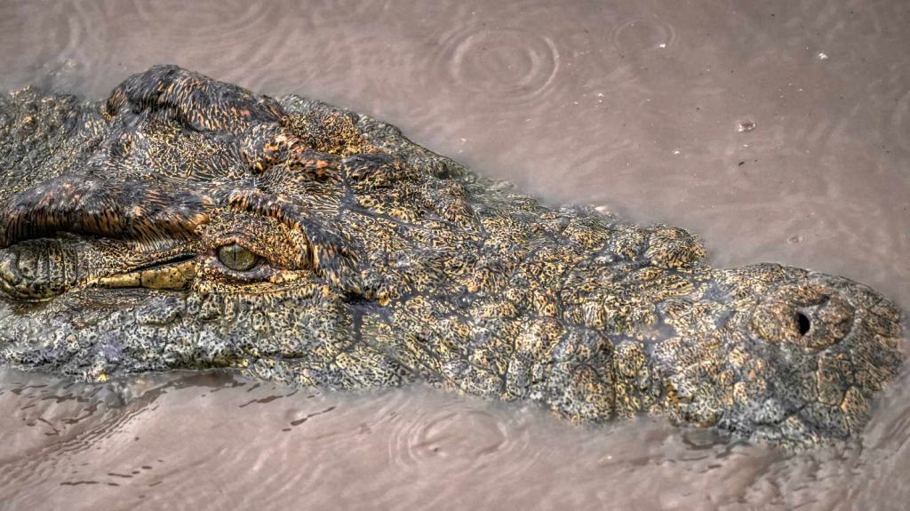 big-game-trail-adventures-crocodile-in-wildlife-in-nairobi-kenya-africa