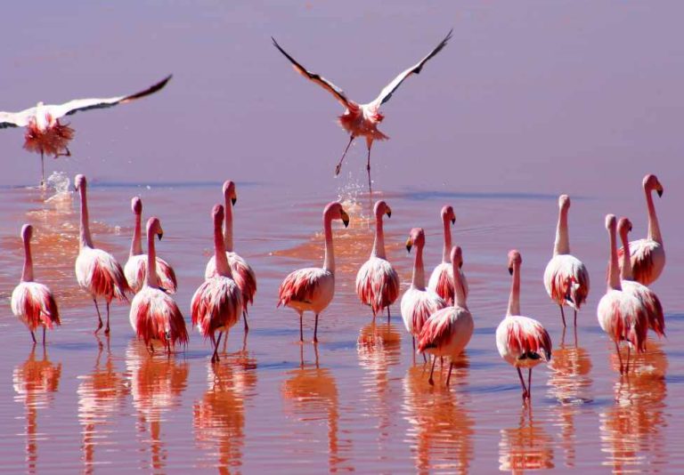 big-game-trail-adventures-flock-of-flamingoes-in-lake-nakuru