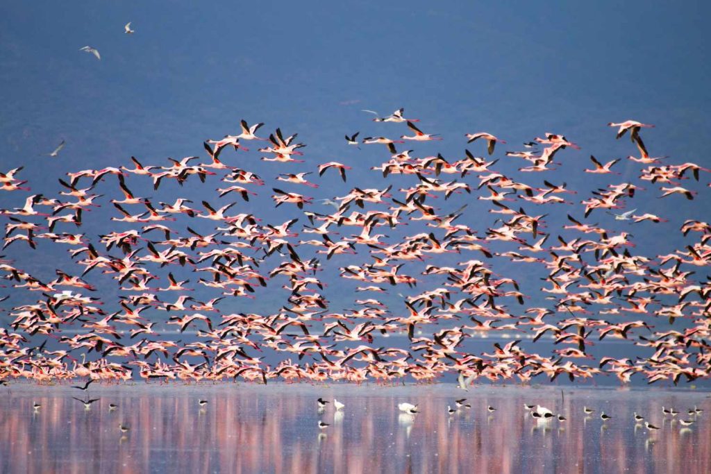 big-game-trail-adventures-giraffe-in-lake-a-large-flock-of-flamingos-flying