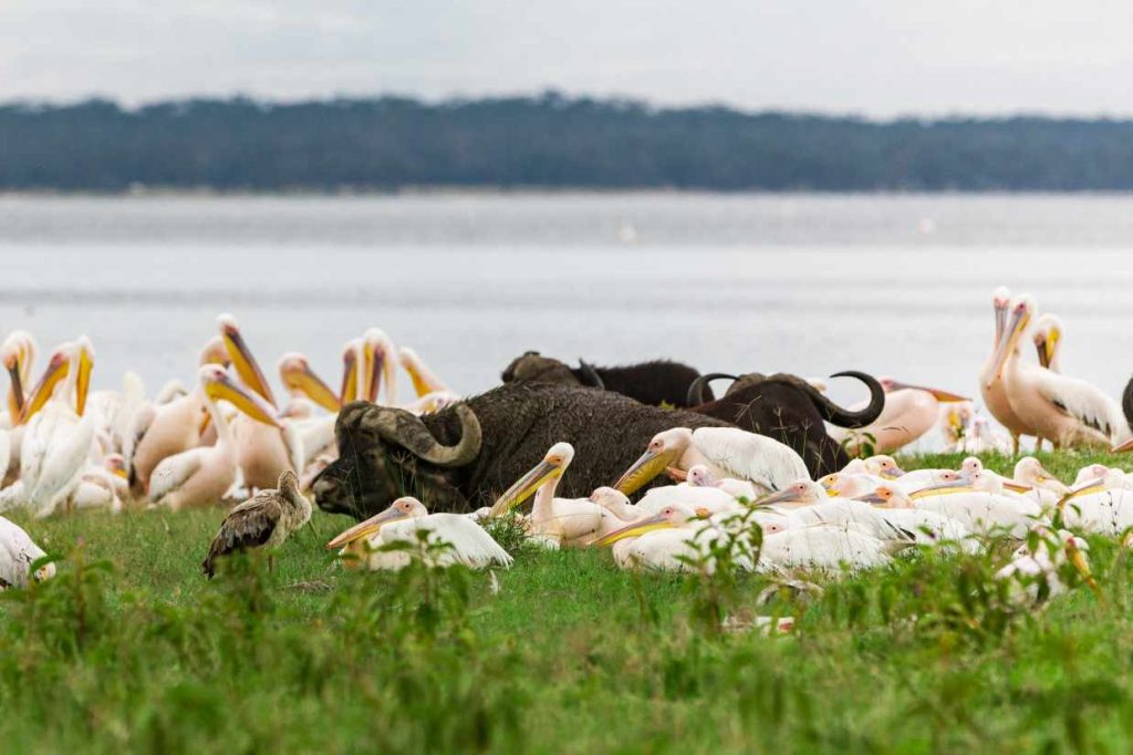 big-game-trail-adventures-great-white-pelicans-and-buffalos-in-lake-nakuru