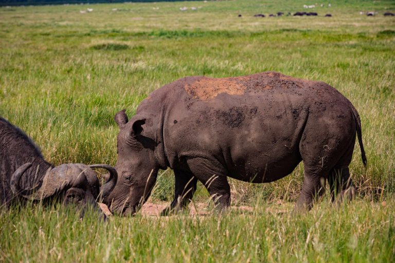 big-game-trail-adventures-lake-nakuru-rhinoceros-white-rhino-wildlife-animals