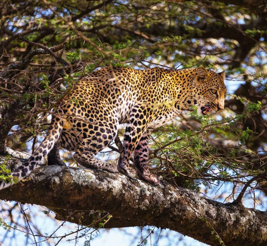 big-game-trail-adventures-leopard-in-lake-nakuru