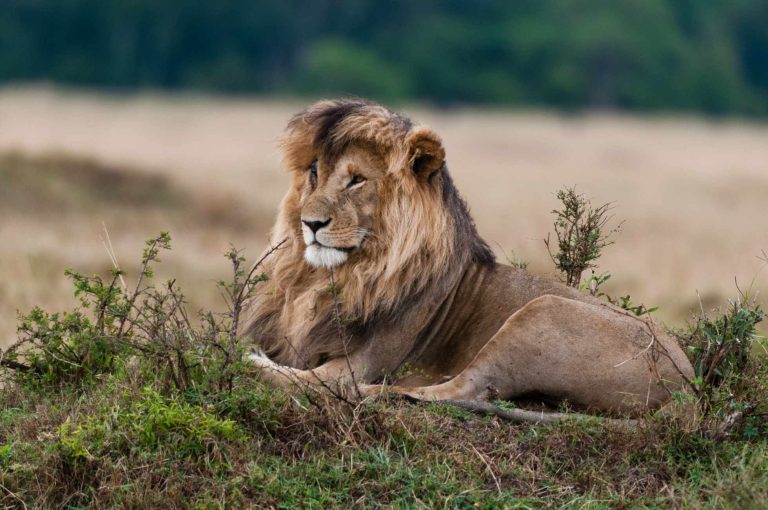 big-game-trail-adventures-majestic-lion-resting-in-lake-nakuru