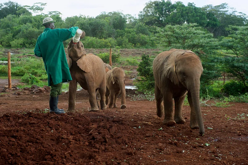 big-game-trail-adventures-nairobi-national-park-elephants