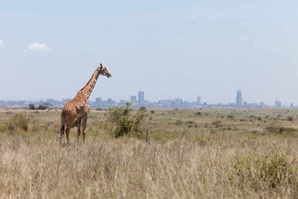 big-game-trail-adventures-nairobi-national-park-giraffe-with-nairobi-in-background