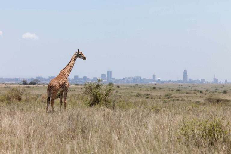 big-game-trail-adventures-nairobi-national-park-giraffe-with-nairobi-in-background