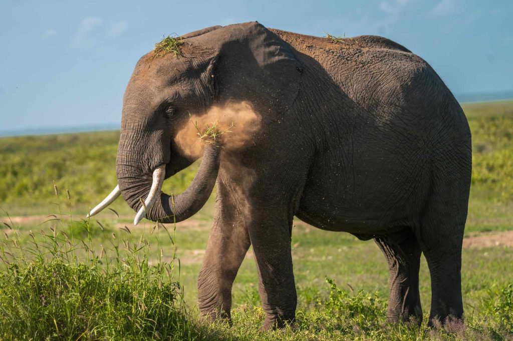 big-game-trail-adventures-olpejeta-elephant-dust-splash