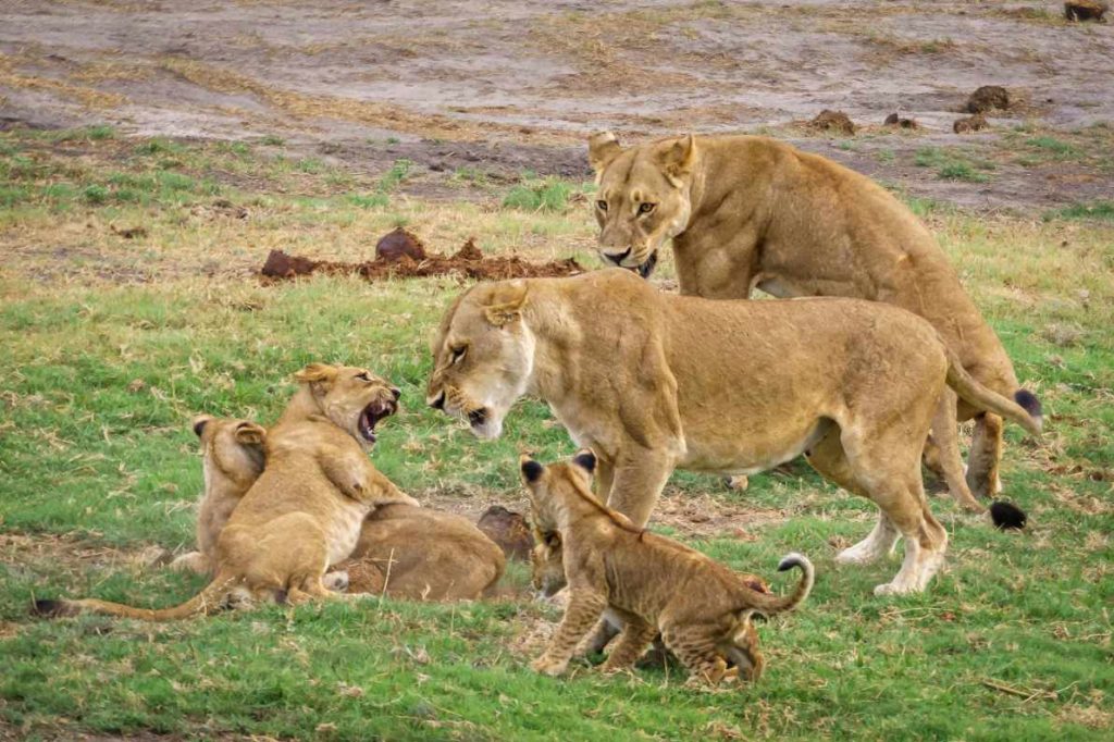 big-game-trail-adventures-olpejeta-family-of-lions-in-nature