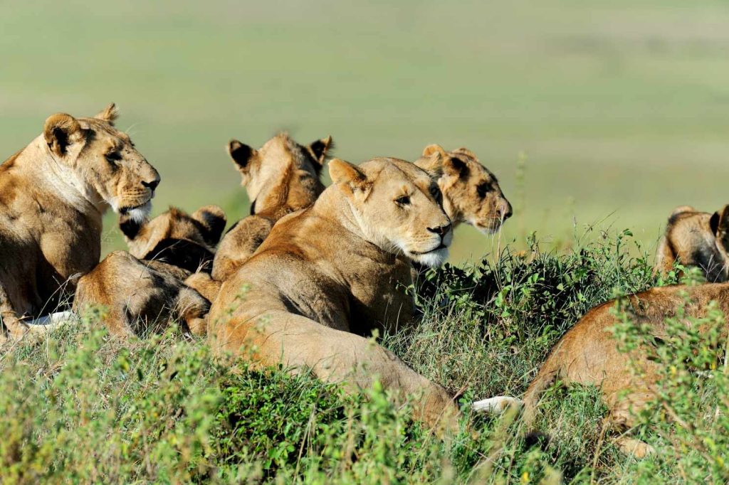 big-game-trail-adventures-olpejeta-lion-in-the-grass