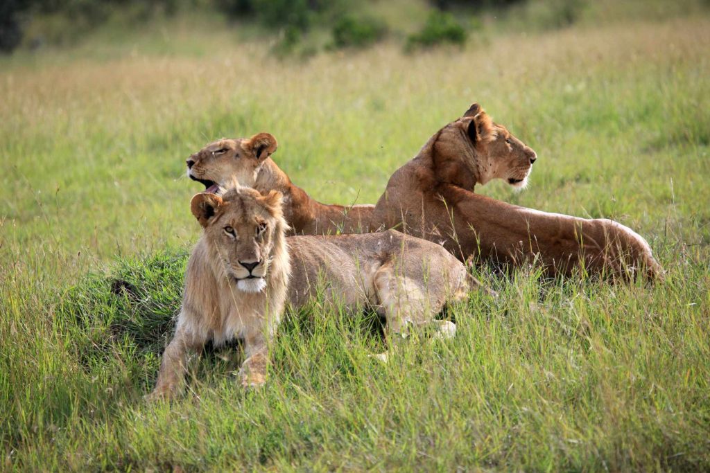 big-game-trail-adventures-olpejeta-lion-kenya