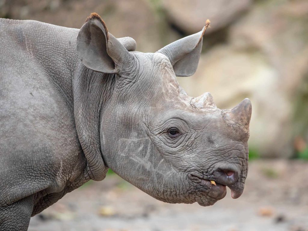 big-game-trail-adventures-olpejeta-portrait-of-grey-rhino-youngster-close-up