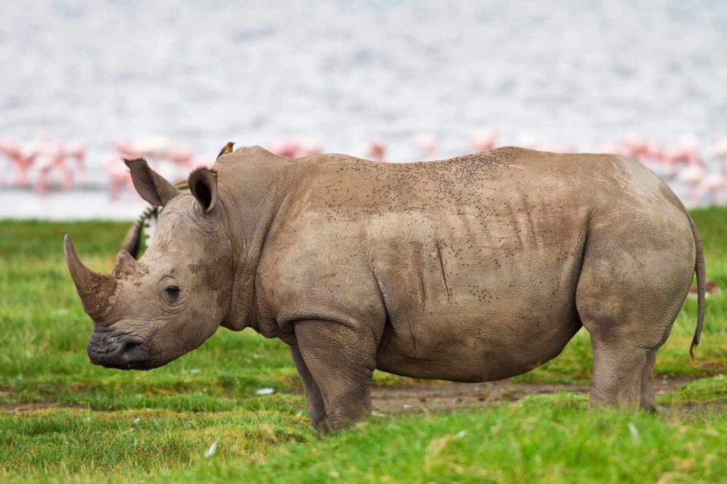big-game-trail-adventures-rhino-in-lake-nakuru-1