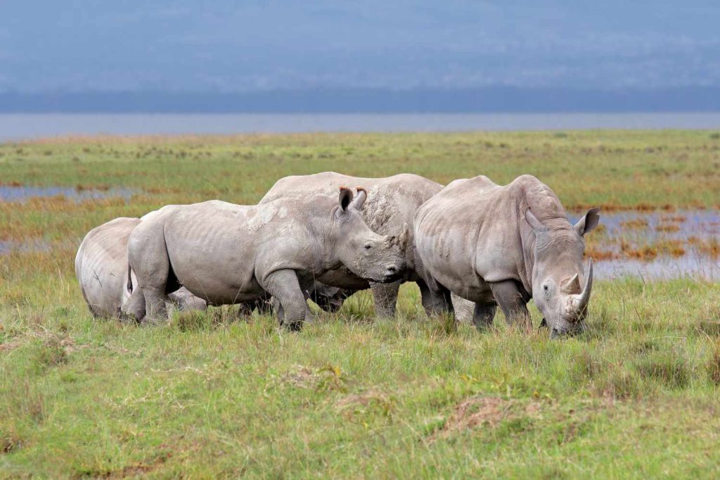 big-game-trail-adventures-rhinoceros-lake-nakuru-national-park
