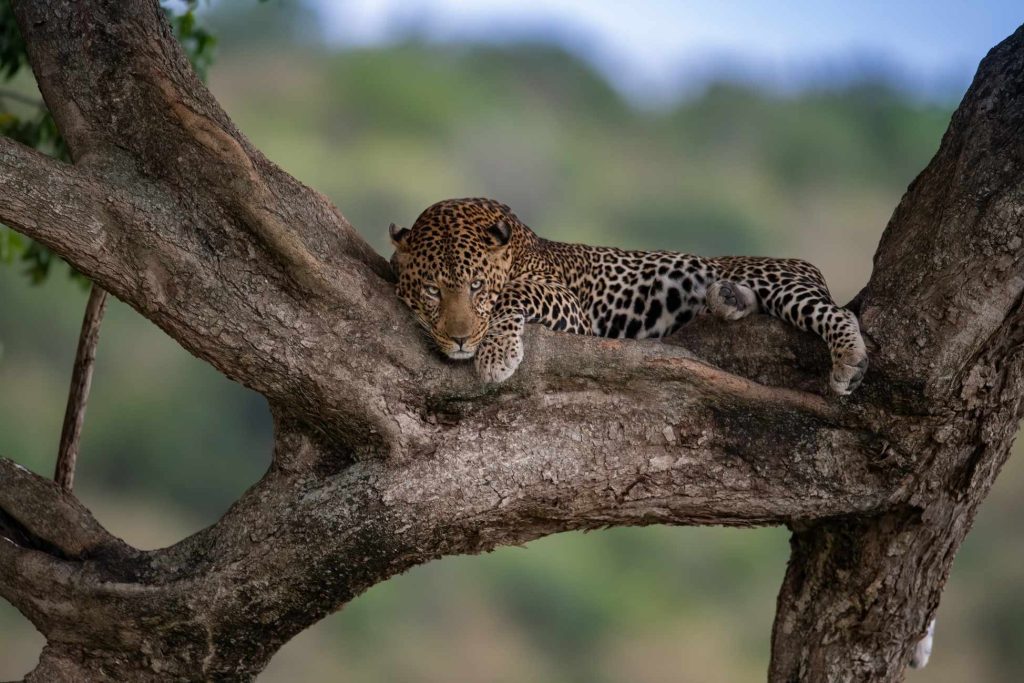 big-game-trail-adventures-samburu-a-leopard