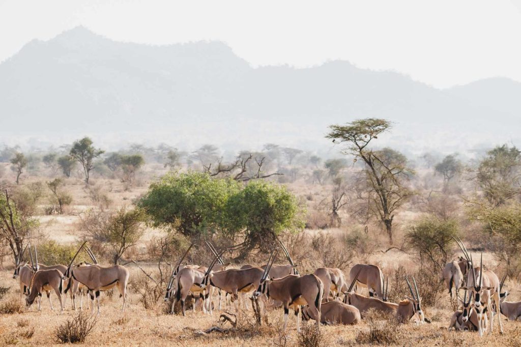 big-game-trail-adventures-samburu-animals-in-the-wild-large-herd-of-oryxes