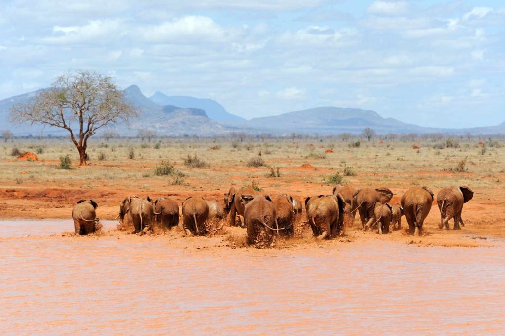 big-game-trail-adventures-samburu-elephant-in-national-park-of-kenya