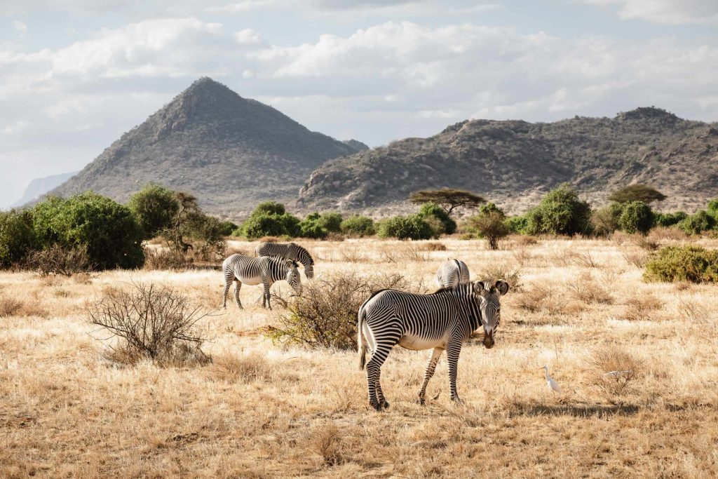 big-game-trail-adventures-samburu-group-of-grevy-s-zebras-in-samburu-national-reserve