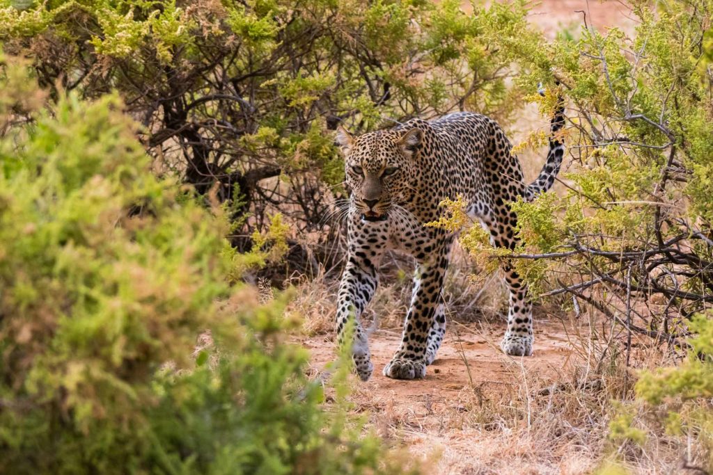 big-game-trail-adventures-samburu-leopard-panthera-pardus-samburu-national-reserve