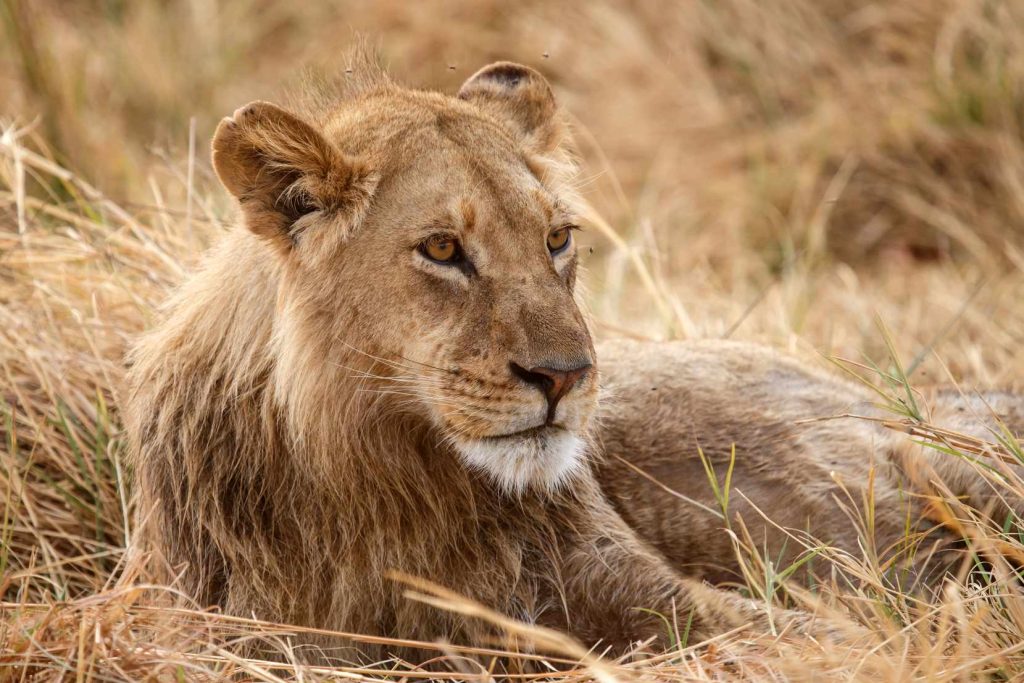 big-game-trail-adventures-samburu-lion