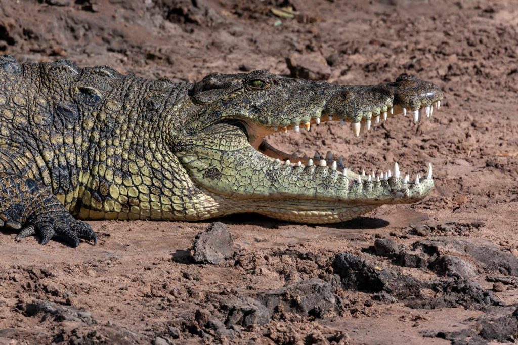 big-game-trail-adventures-samburu-nile-crocodile