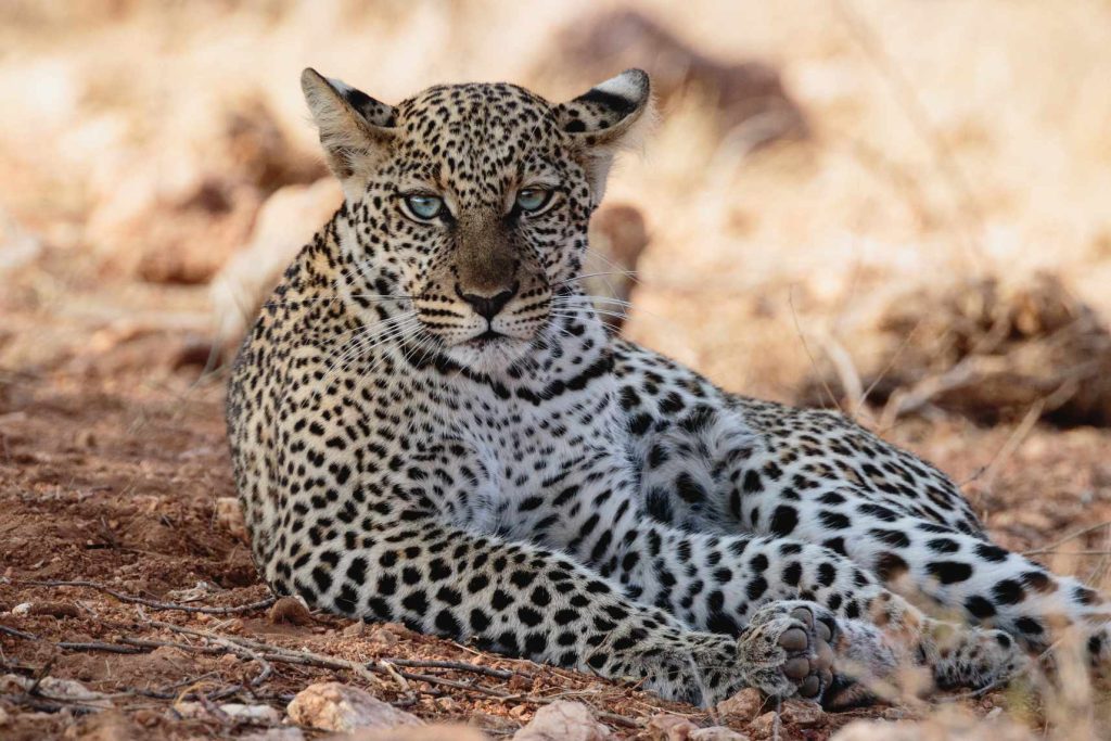 big-game-trail-adventures-samburu-young-african-leopard-resting-under-a-tree-sambu