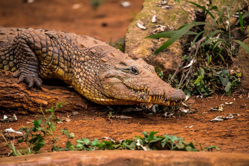 big-game-trail-adventures-slow-passage-of-a-crocodile-in-the-nairobi-orphanage