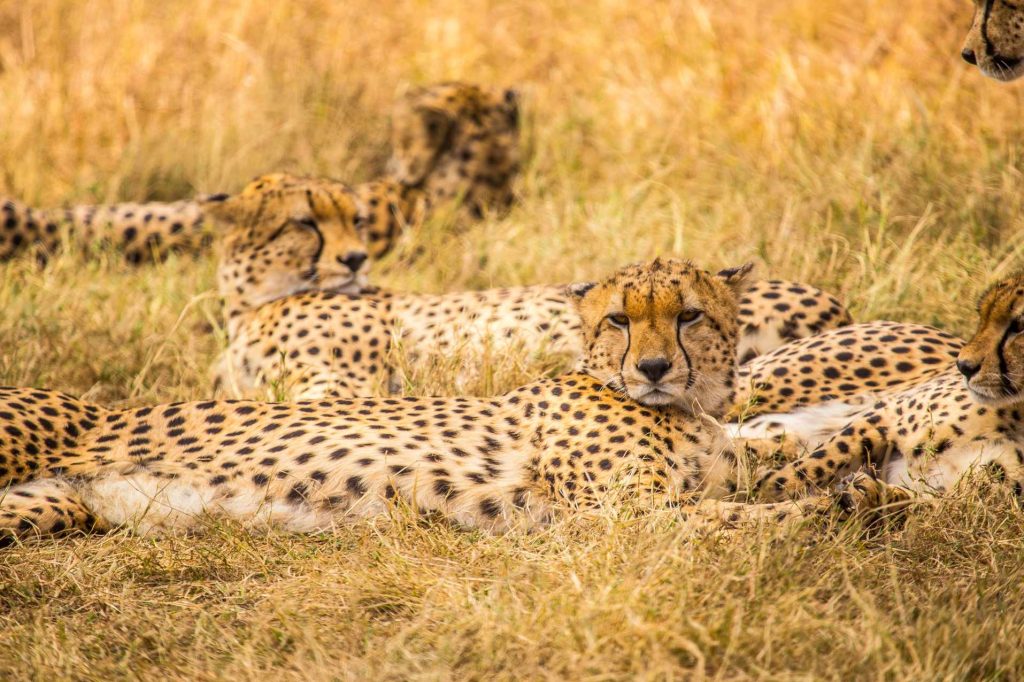 big-game-trail-adventures-the-beautiful-family-of-cheetahs