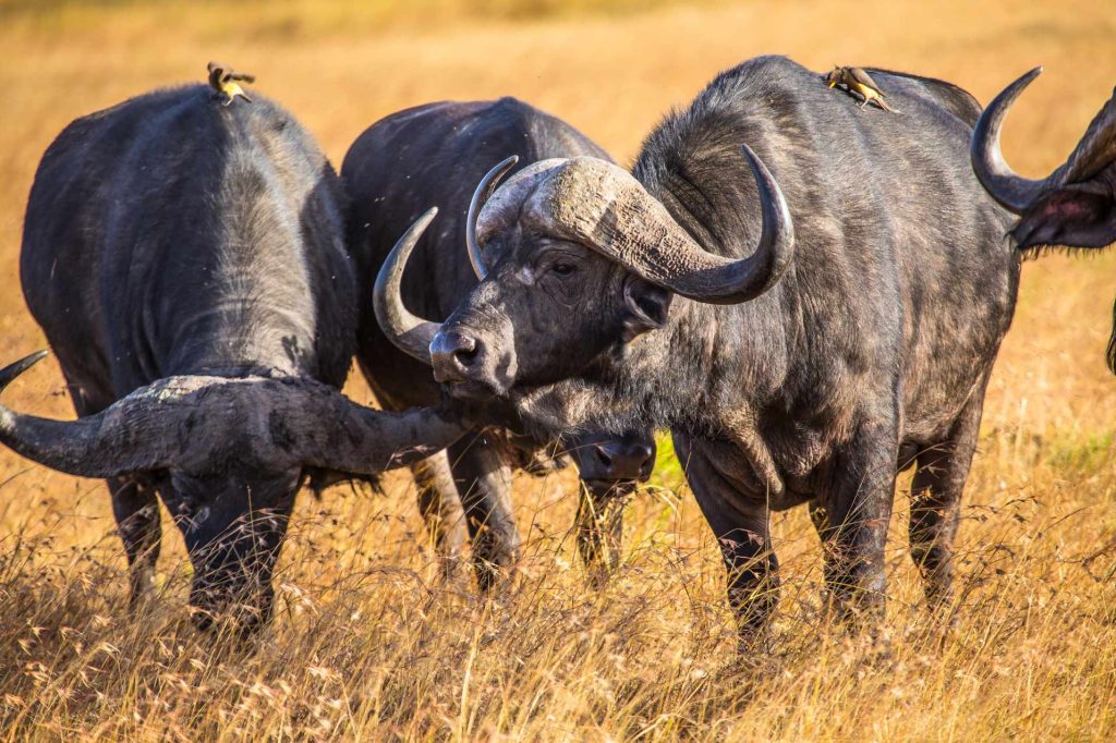 big-game-trail-adventures-three-african-buffalos-with-birds-in-the-masai-mara