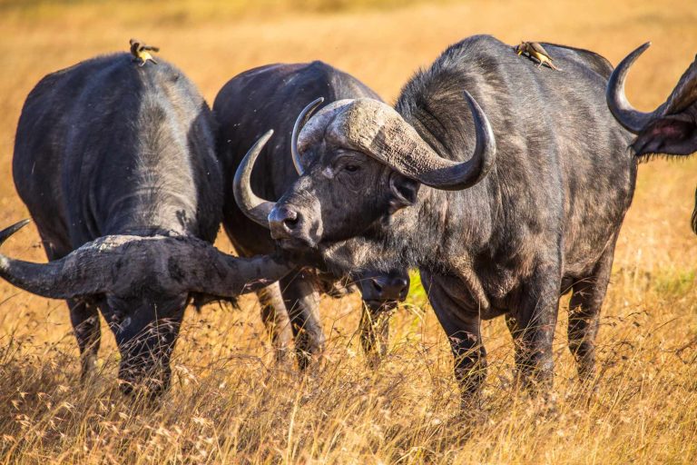 big-game-trail-adventures-three-african-buffalos-with-birds-in-the-masai-mara