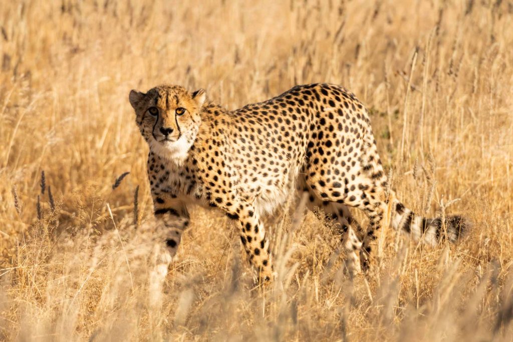 big-game-trail-adventures-tsavo-east-cheetah-standing-on-dry-yellow-grass