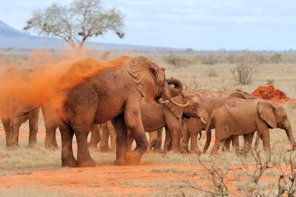 big-game-trail-adventures-tsavo-east-elephant-in-national-park