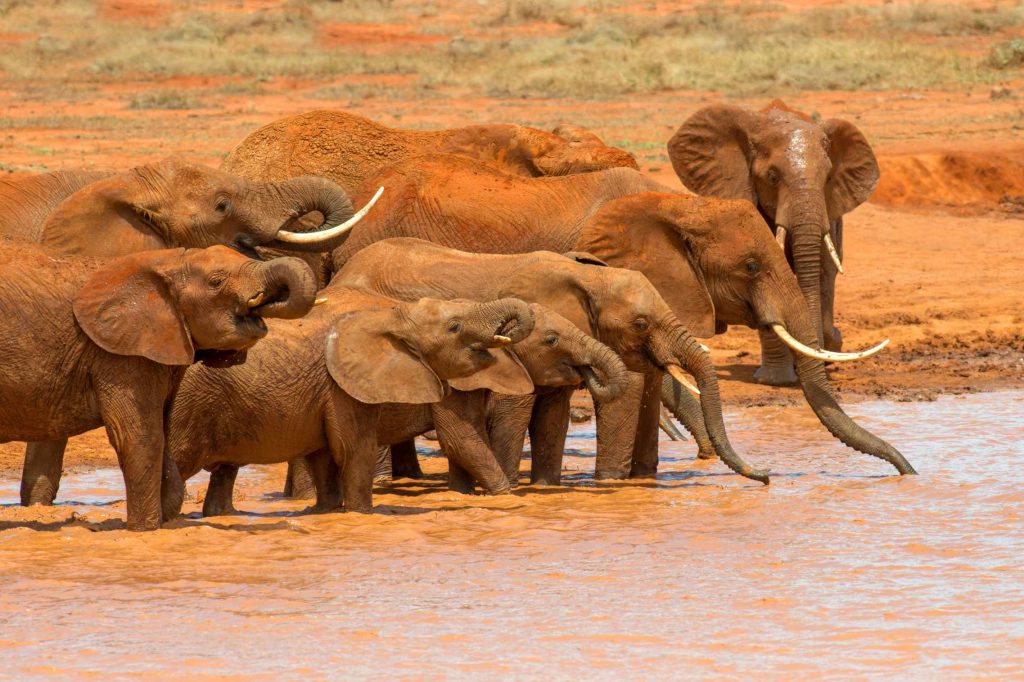 big-game-trail-adventures-tsavo-east-elephant-in-water