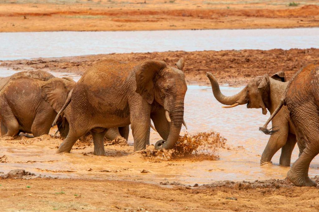 big-game-trail-adventures-tsavo-east-elephant-in-water-national-park