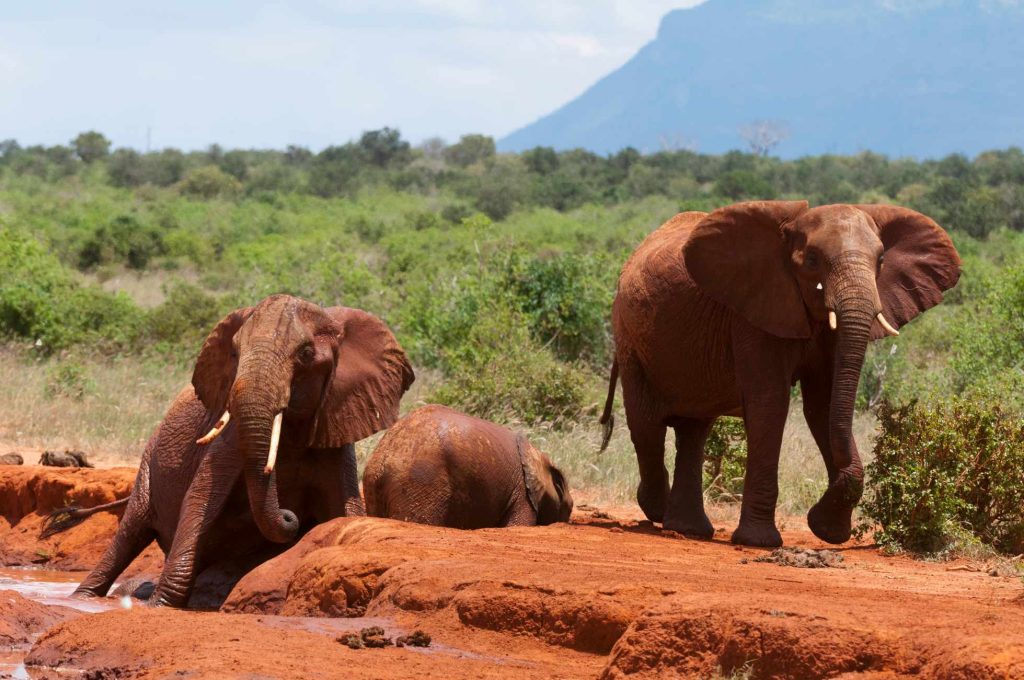 big-game-trail-adventures-tsavo-east-elephants-helping-calf