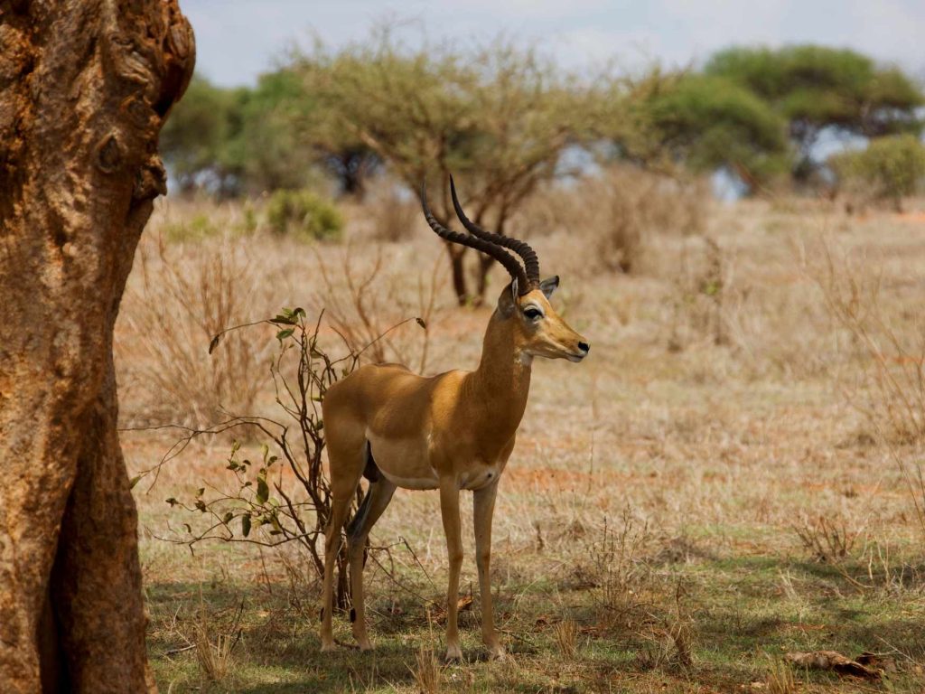big-game-trail-adventures-tsavo-east-impala-buck-at-tsavo-east-national-park