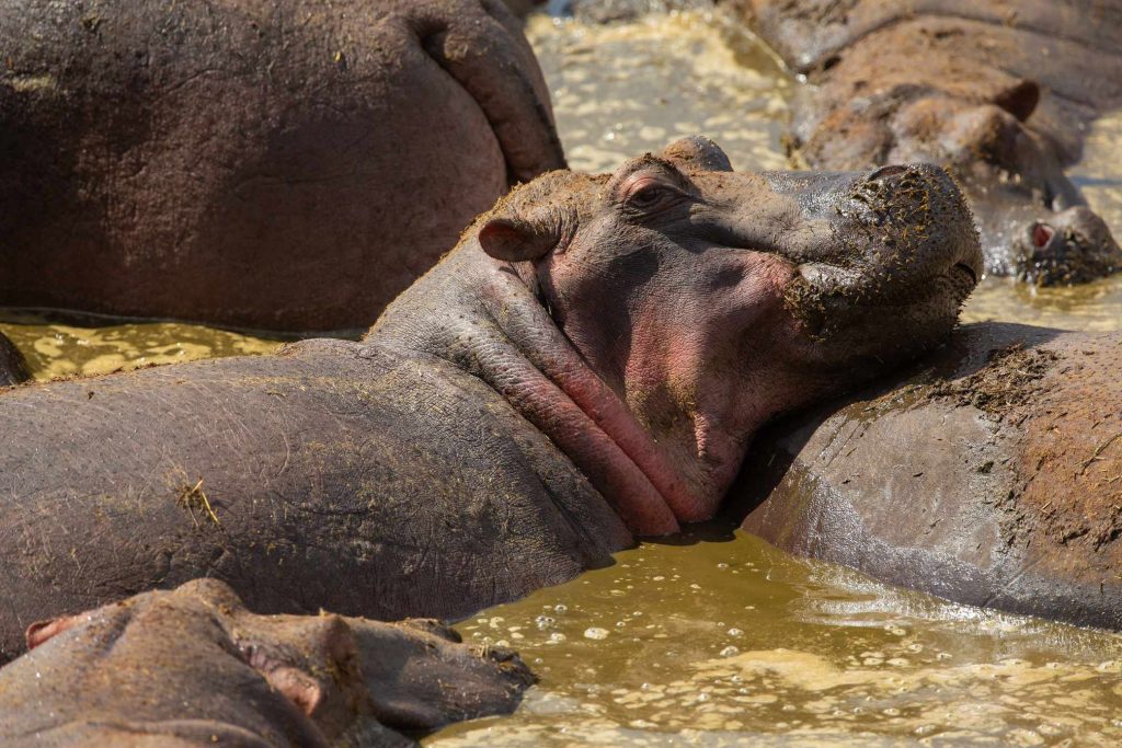 big-game-trail-adventures-tsavo-east-relaxed-hippos-bathing